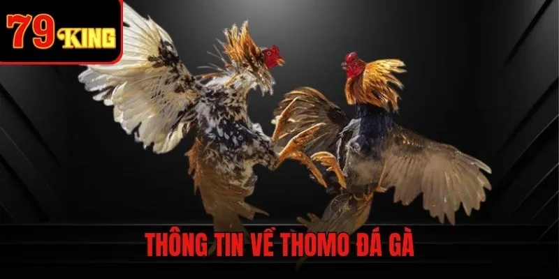 Thomo đá gà - Trải nghiệm đỉnh cao cùng các đấu sĩ hàng đầu